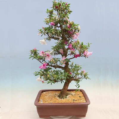 Outdoor bonsai - Japanese azalea SATSUKI- Azalea KINSHO - 2