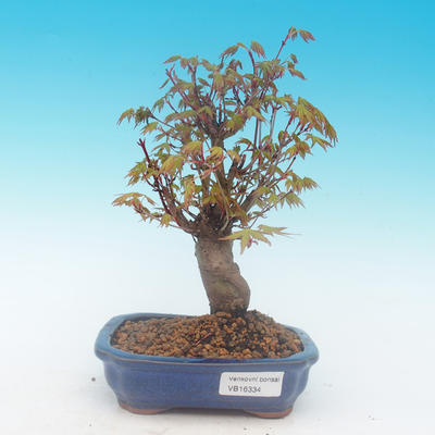 Shohin - Maple-Acer palmatum - 2