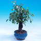 Outdoor bonsai - Prunus mahaleb - 2/6
