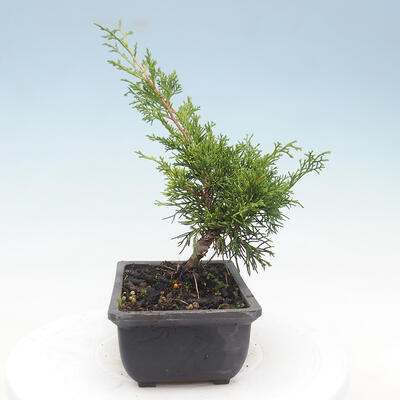 Outdoor bonsai - Juniperus chinensis Itoigawa-Chinese juniper - 2