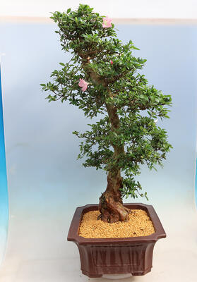 Outdoor bonsai - Japanese azalea SATSUKI- Azalea BEYAKUREN - 2