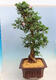 Outdoor bonsai - Japanese azalea SATSUKI- Azalea BEYAKUREN - 2/6