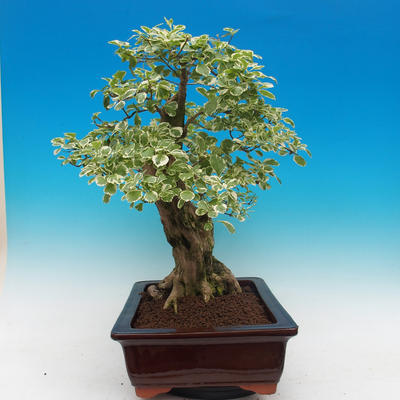Room bonsai - Duranta variegata - 2