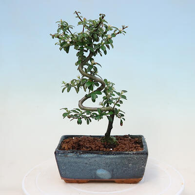 Outdoor bonsai-Cotoneaster dammeri - Rock Damer - 2