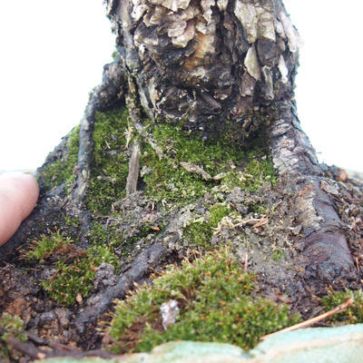 Outdoor bonsai - parviflora Pine - Pinus parviflora - 2
