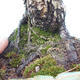 Outdoor bonsai - parviflora Pine - Pinus parviflora - 2/6
