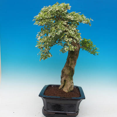 Room bonsai - Duranta variegata - 2