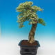 Room bonsai - Duranta variegata - 2/6