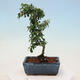 Outdoor bonsai-Cotoneaster dammeri - Rock Damer - 2/3