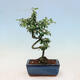 Outdoor bonsai-Cotoneaster dammeri - Rock Damer - 2/3