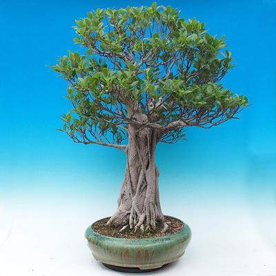 Room bonsai - Ficus kimmen - malolistý ficus - 2