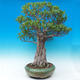 Room bonsai - Ficus kimmen - malolistý ficus - 2/5