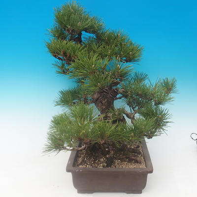 Pinus thunbergii - Pine thunbergova - 2