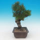 Pinus thunbergii - Pine thunbergova - 2/4