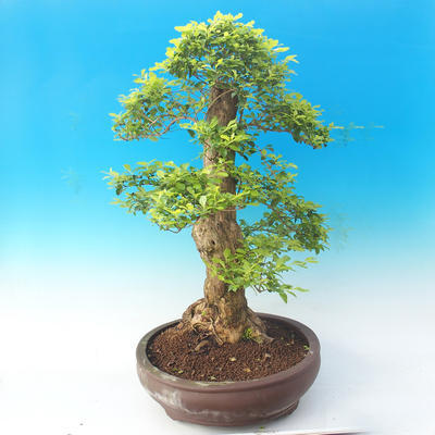 Room bonsai - Duranta erecta Aurea - 2