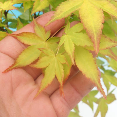 Acer palmatum Aureum - Maple dlanitolistý gold - 2