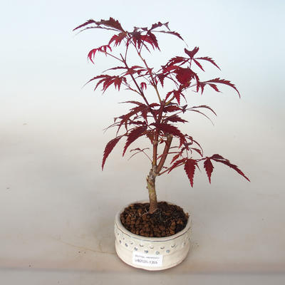 Outdoor bonsai - Acer palm. Atropurpureum-Maple - 2
