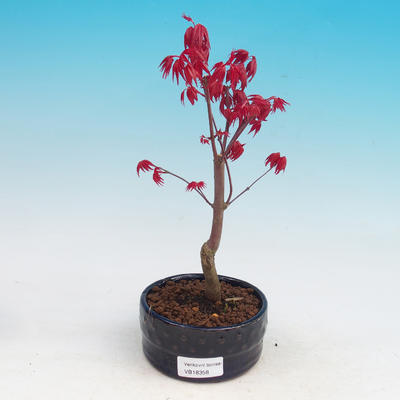 Outdoor bonsai - dlanitolistý Maple - Acer palmatum DESHOJO - 2