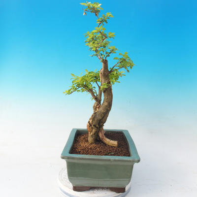 Room bonsai - Duranta erecta Aurea - 2