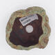 Ceramic shell 9 x 9 x 5 cm, color brown-green - 2/2