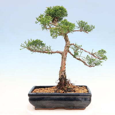 Outdoor Bonsai - Juniperus chinensis Kishu-Chinese Juniper - 2