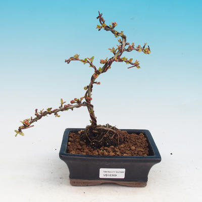 Outdoor bonsai - Chaneomeles japonica - Japanese quince - 2
