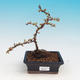 Outdoor bonsai - Chaneomeles japonica - Japanese quince - 2/4