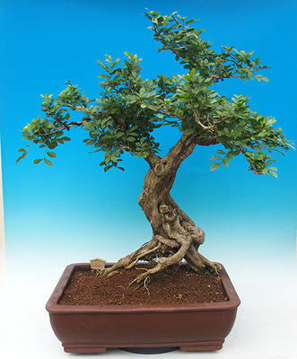 Room bonsai - Muraya paniculata - 2