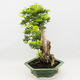 Indoor bonsai - Duranta erecta Aurea - 2/6