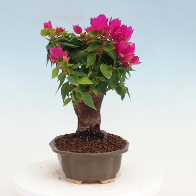 Indoor bonsai - Bouganwilea - 2