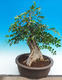 Room bonsai - Muraya paniculata - 2/6