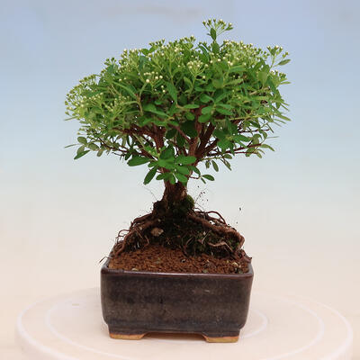 Outdoor bonsai - small-leaved sycamore - Spiraea japonica MAXIM - 2