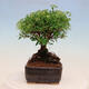 Outdoor bonsai - small-leaved sycamore - Spiraea japonica MAXIM - 2/4