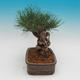Pinus thunbergii - Pine thunbergova - 2/4