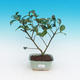 Room-bonsai Camellia Camellia-euphlebia - 2/2