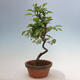 Outdoor bonsai - Pseudocydonia sinensis - Chinese quince - 2/4