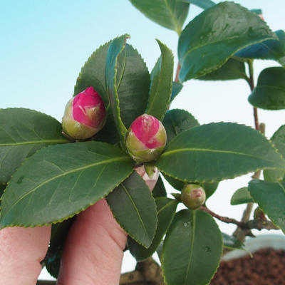 Room-bonsai Camellia Camellia-euphlebia - 2