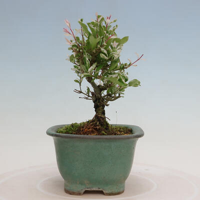 Outdoor bonsai - Ligustrum obtusifolium - Dull-leaved bird's-bill - 2