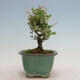 Outdoor bonsai - Ligustrum obtusifolium - Dull-leaved bird's-bill - 2/5