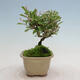 Outdoor bonsai - Ligustrum obtusifolium - Dull-leaved bird's-bill - 2/5