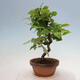 Outdoor bonsai - Pseudocydonia sinensis - Chinese quince - 2/4