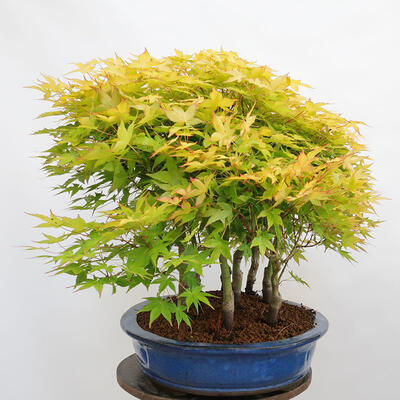 Outdoor bonsai - Acer palmatum Aureum - Palm-leaved golden-forest maple - 2