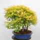 Outdoor bonsai - Acer palmatum Aureum - Palm-leaved golden-forest maple - 2/4