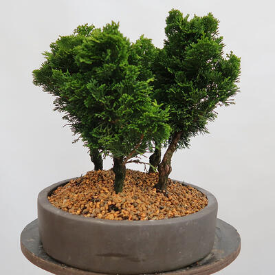 Outdoor bonsai - Cham.pis obtusa Nana Gracilis - Cypress forest - 2