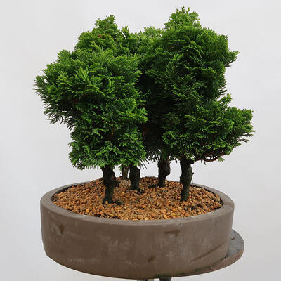 Outdoor bonsai - Cham.pis obtusa Nana Gracilis - Cypress forest - 2