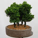Outdoor bonsai - Cham.pis obtusa Nana Gracilis - Cypress forest - 2/4