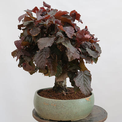 Outdoor bonsai - Corylus Avellana Red Majestic - Common hazel - 2