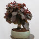 Outdoor bonsai - Corylus Avellana Red Majestic - Common hazel - 2/4