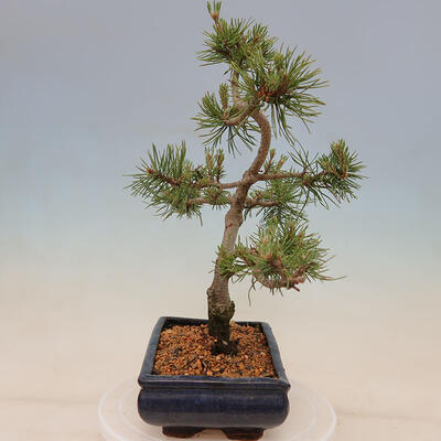 Outdoor bonsai - Pinus mugo Humpy - Kneeling pine - 2