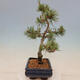 Outdoor bonsai - Pinus mugo Humpy - Kneeling pine - 2/4